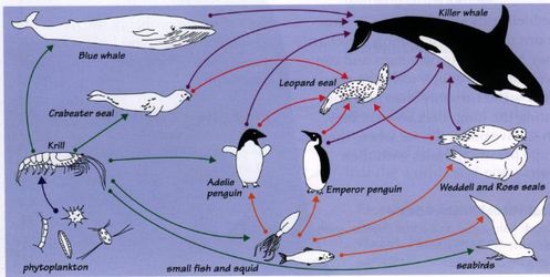antarctic krill food chain
